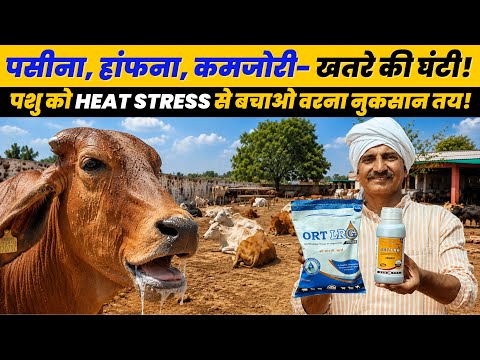 Heat Stress ने बिगाड़ दी पशुओं की सेहत! 🥵 कम दूध, कमजोरी और dehydration से कैसे बचाएं