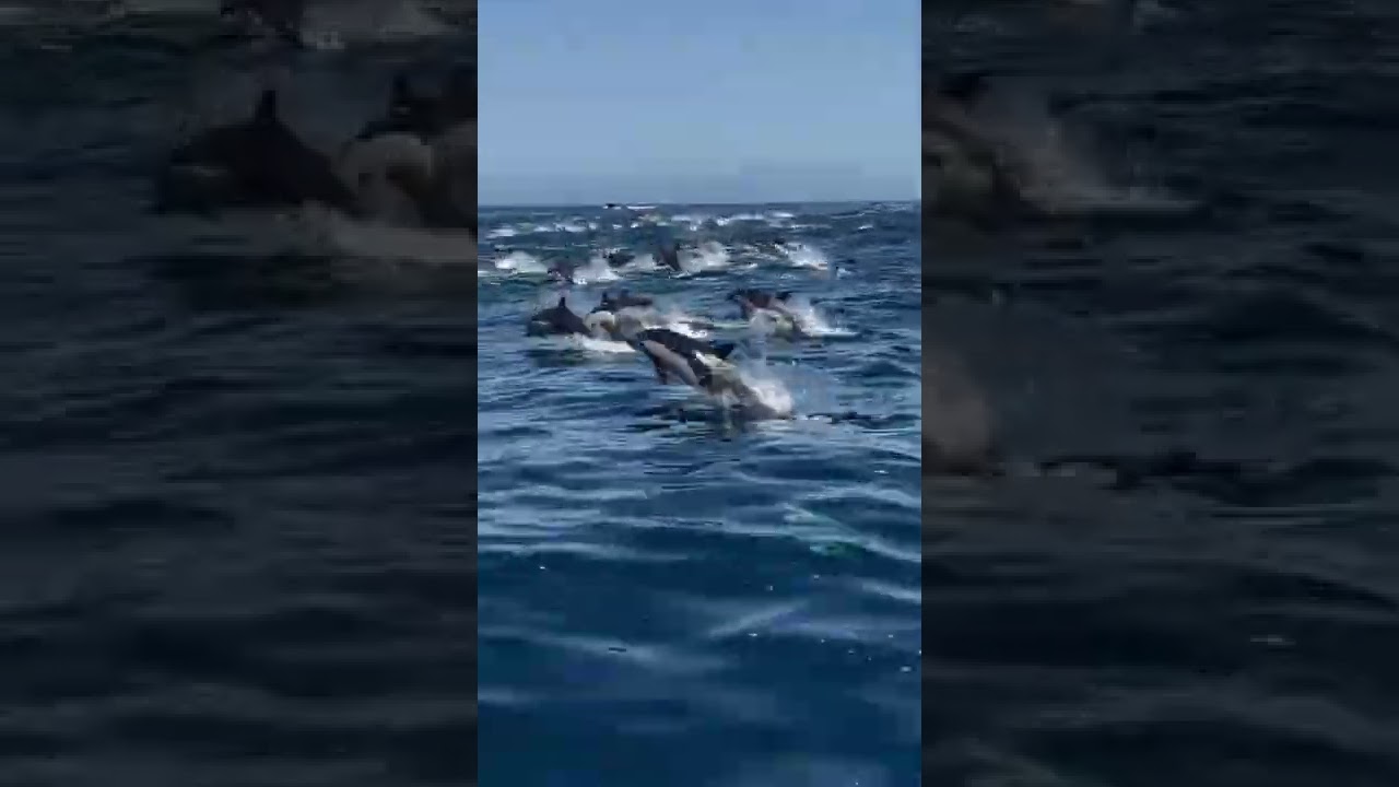 Large Pod of Common Dolphins Filmed Stampeding Off Californian Coast