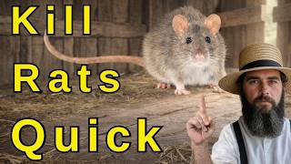 RATS GONE FOR $2... The Amish Secret They Don't Want You Missing Works Every Time