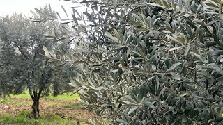 Zeytin Bahçesinde Verim Almak Için Ne Yapmalıyız Ğacı