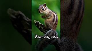 ఉడత గీతల రహస్యం | Squirrel Facts in Telugu