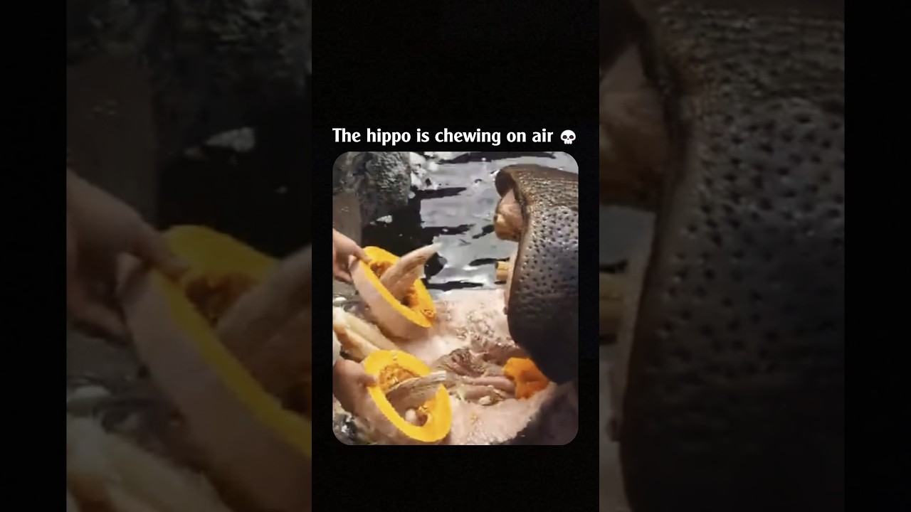 The hippo is chewing on air 💀