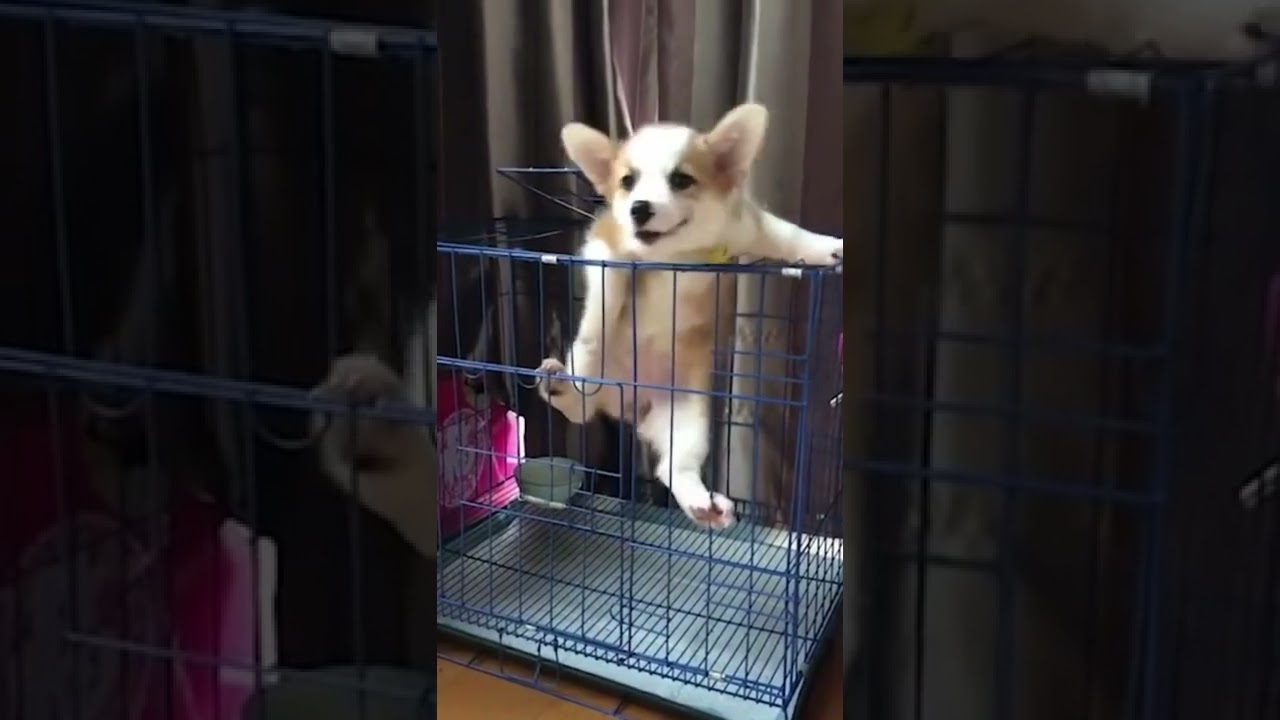 positive animal world | the escape| tik tok 