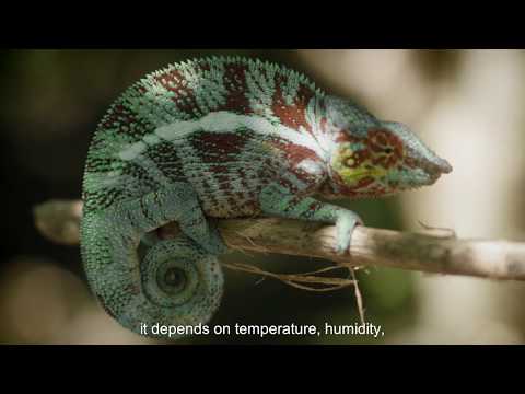 BEYOND THE JAR - Episode 1: Vanilla planifolia - BEYOND THE JAR - Episode 1: Vanilla planifolia