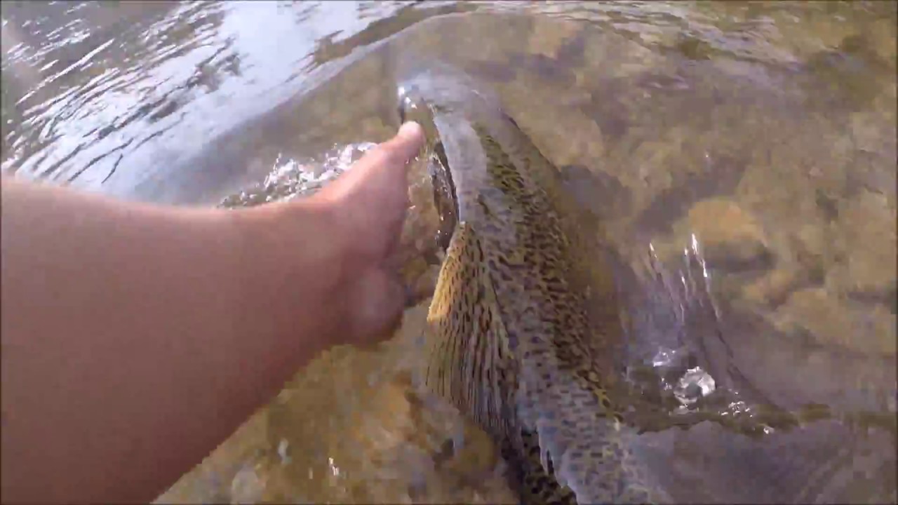 CREDIT RIVER- SALMON FISHING - YouTube