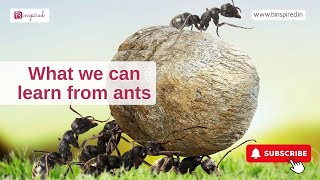 Life Lessons from Ants: Building Unity and Cooperation - Binspired