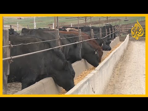 تحذيرات من مخاطر تهدد سلسلة الإنتاج الغذائي الأميركي بسبب تداعيات كورونا