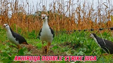 MONDAR MANDIR AKHIRNYA DOUBLE STRIKE JUGA❗- BIRD TRAP