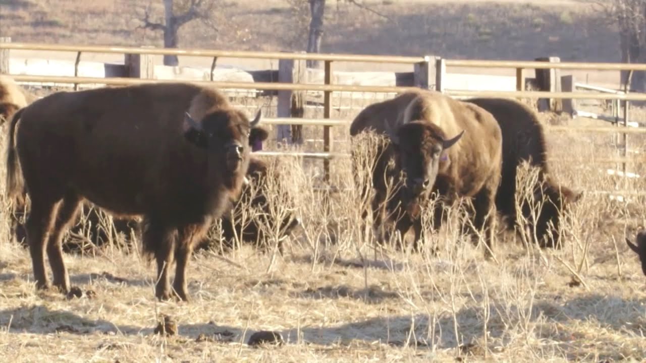The Wolakota Buffalo Project of Rosebud | Dakota Life