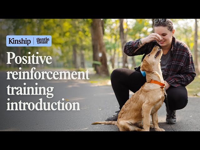 Positive Dog Training: Transform Your Pet's Behavior
