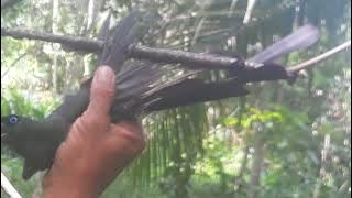 mikat Burung MURAI PAPUA,ternyata gampang sekali.burung langsung nempel