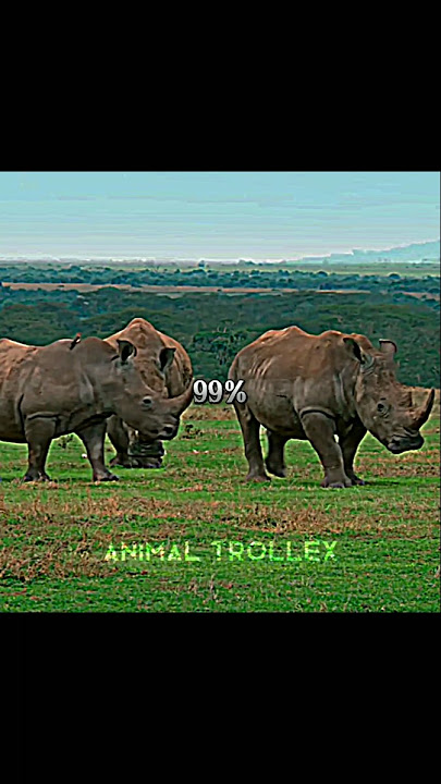 THE 1% MINDSET 💀🔥 #edit #shorts #shortsfeed #shortsvideo #animals #animalshorts #tiger #lion