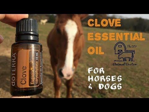 Clove Essential Oil for Horses - YouTube