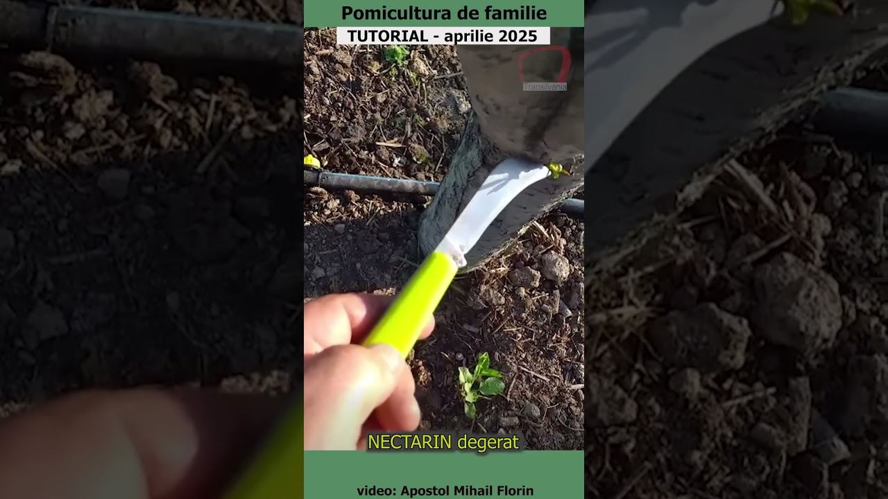 Pomicultura de familie - PĂR - tăieri în verde de corecție