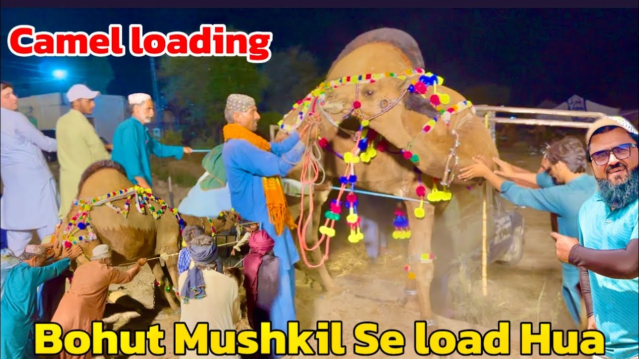 Big size Camel ki loading | Bohut mushkil se camel load hua | Lahore camel Mandi shapur kanjra