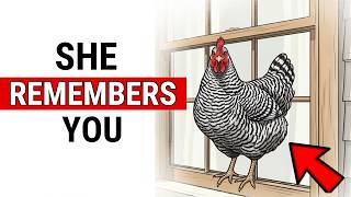 Do Chickens Recognize Their Owners? The Answer Changes Everything