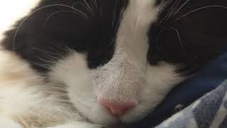 Snorey Dreaming Tucker