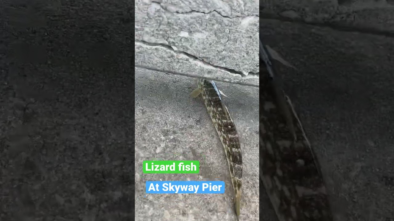 Lizard Fish - Skyway Pier