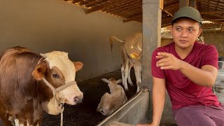 SIKEMBAR SHELA SHELY KANDANG BREEDING SETIA FARM‼️🔥🔥🔥