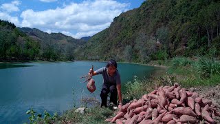 Harvesting Surprisingly Big Sweet potatoes by the Lake!