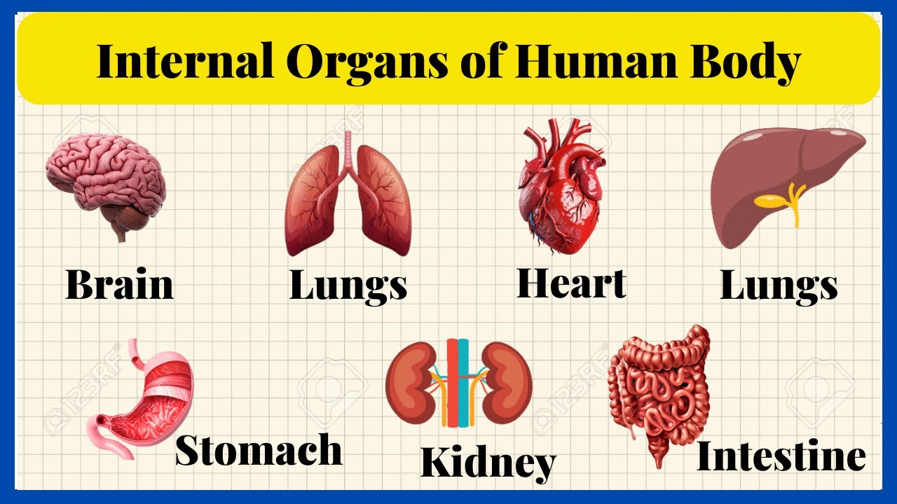 Internal body parts and their functions | Internal Organs of the Body ...