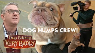 Help Stop My Dog Humping | Dogs Behaving Very Badly