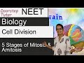 Cell Division - Mitosis & Amitosis; 5 Stages of Mitosis - Memory Tricks - NEET / AIIMS / MCAT