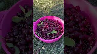 Celebrity Harvesting Sour Cherry 🍒 Profile