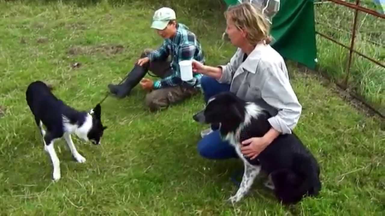 Hüteseminar mit Dr. Hans-Jürgen Werbke | Schaf-Land.de H.P. Schaarschmidt