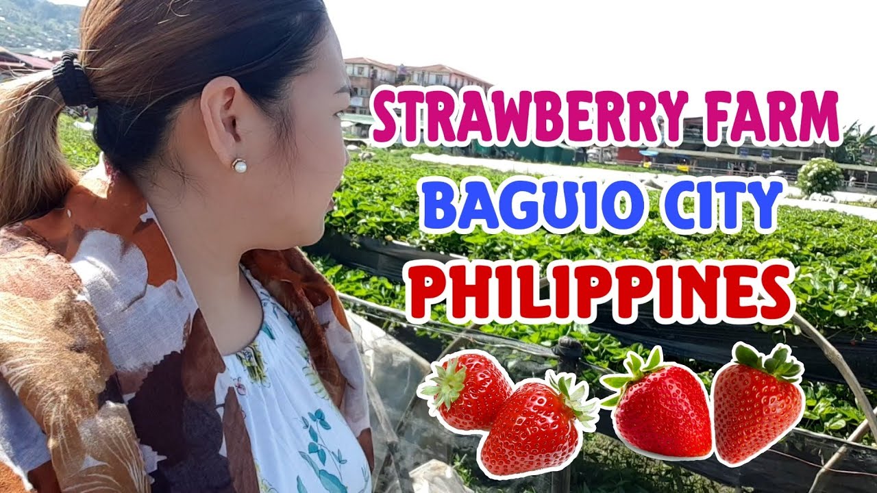 STRAWBERRY FARM BAGUIO CITY PHILIPPINES YouTube