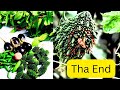 মাছি পোকা দুর্ কোরতে কিছু উপায় বার্ কোরলাম্। Fruit fly।।