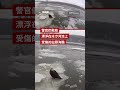 紐約警察拯救受傷白頭海鵰－ BBC News 中文 #美國