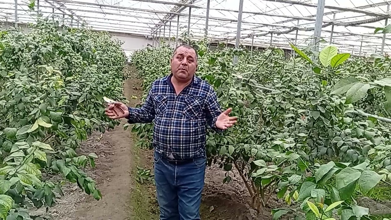 Иссиқхона хавоси қайси вақтда алмаштирилади? Тел: +99 893 476 40 20