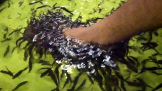 DSCF2208.AVI