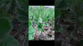 Cây Bàng Singapore Lớn