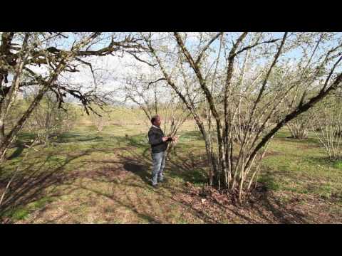 თხილის გასხვლა