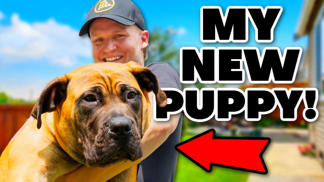 6 Months With The Most Protective Dog In The World - YouTube