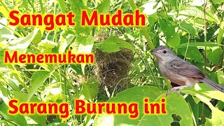 Cara Menemukan Sarang Ciblek Gunung dengan Mudah