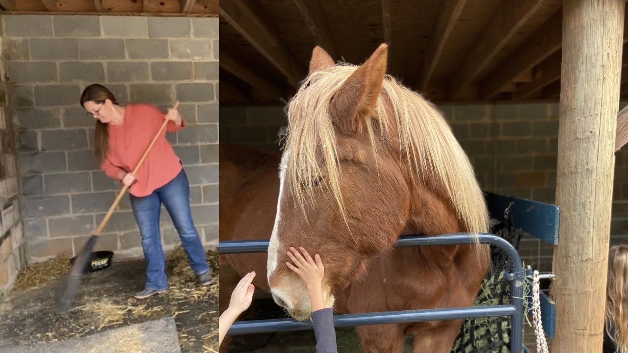 Belgian Draft Horse Stall Maintenance for Healing Hooves YouTube