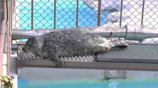 ゼニガタアザラシのおなら