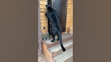Panther decides when to go home 😂