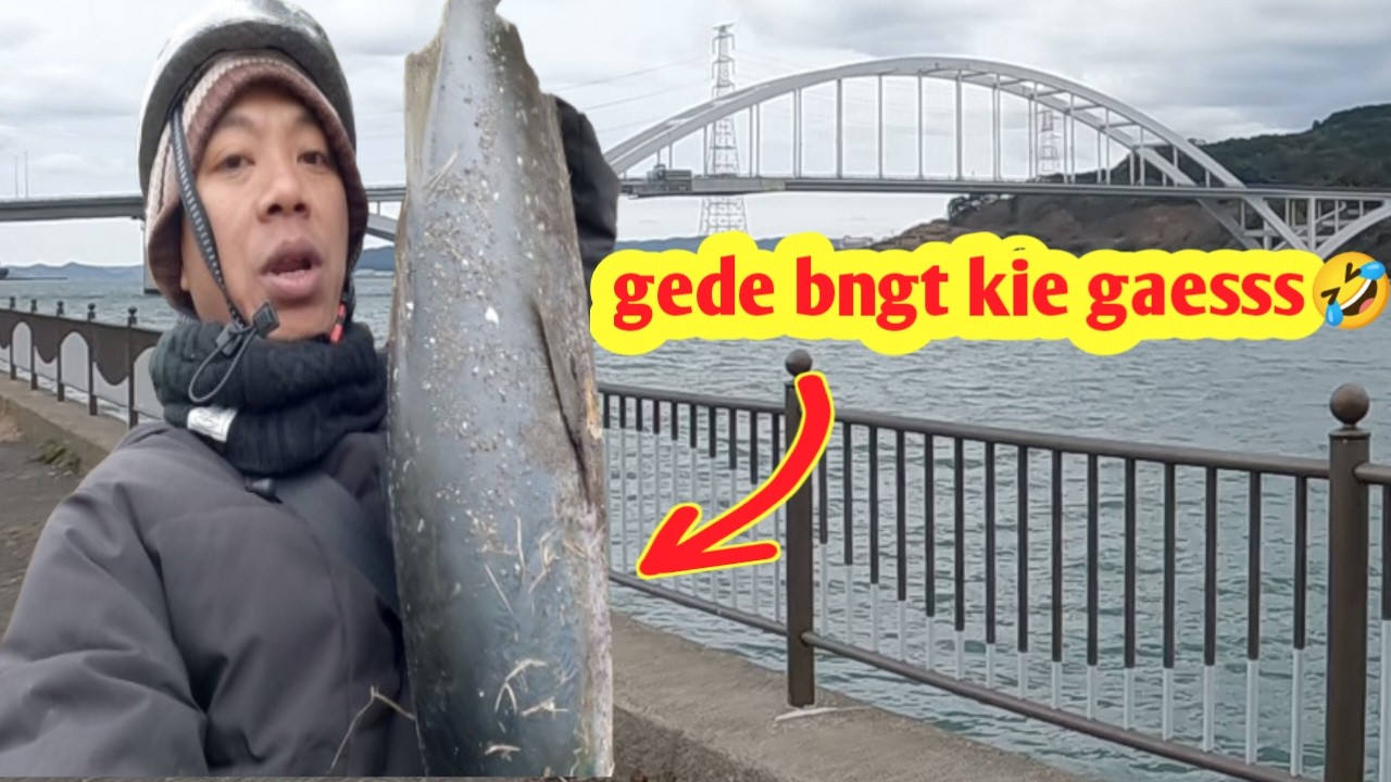 DI BAWAH JEMBATAN SARANGNYA IKAN PREDATOR #MANCING DI JEPANG 🇯🇵