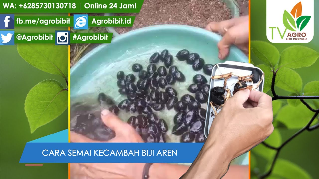 Cara Semai Biji Aren Dalam dan Genjah agar Keluar Kecambah Akar