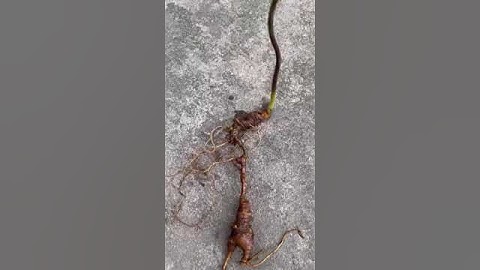 Xuống núi củ sâm rừng Lai Châu. Trọng lượng  35gr dài đẹp,  trên 20 năm tuổi sâm #sâm_ngọc_linh_rừng