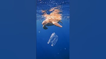 Thumbnail of This really broke my heart💔 when I saw the trash stuck in the turtle😭 #worldoceansday #plasticwaste