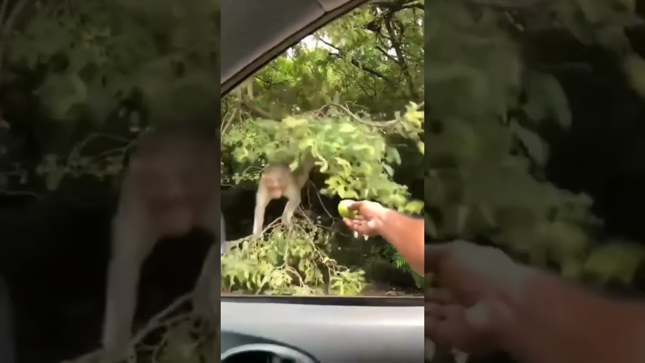 watch the end 🙉 who has the dream of wanting to fall from a tree? please comment guys 😅