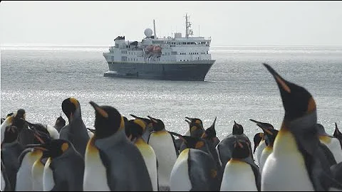 Completely Surrounded by King Penguins | South Georgia Island | Lindblad Expeditions