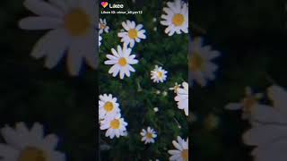 Papatya Sevenlere Gelsin