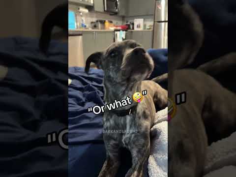 Funny Funnydogs Dog Pet Dogcat Dogshorts Doglover Funnyvideo Fypf