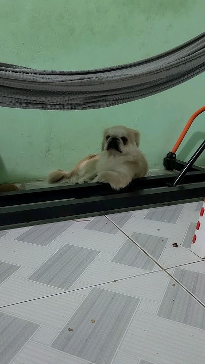 how-do-dogs-protect-the-house-youtube